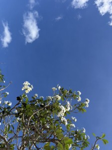 41E0659B-A113-4A18-B19F-F5825265EAFF_1_105_c